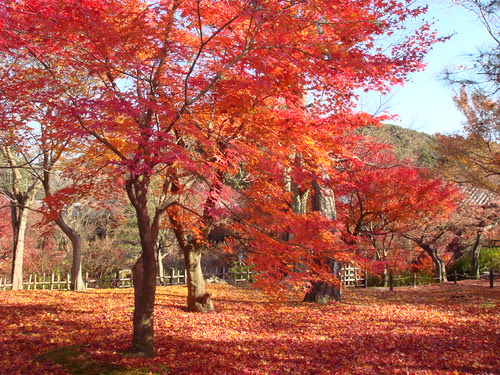 笠置駅から公園までの紅葉ハイキング 笠置山もみじ公園の紅葉 京都の紅葉 笠置山もみじ公園 周辺の宿 ホテル