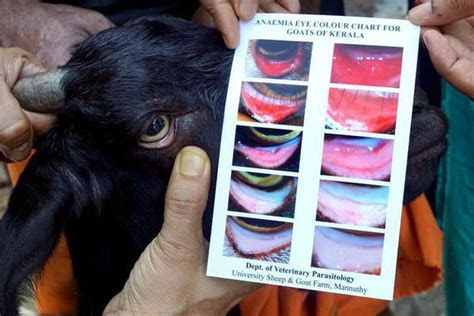  this eye card developed by a kerala professor detects