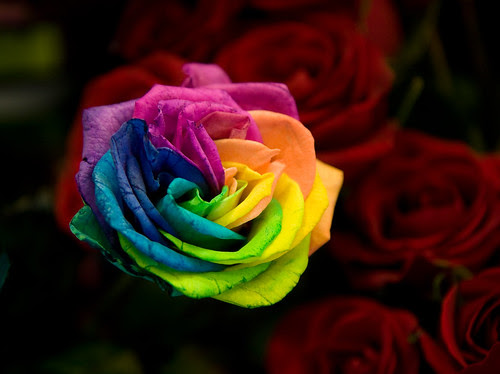 Pictures Of Rainbow Roses. Rainbow Rose by sfophoto