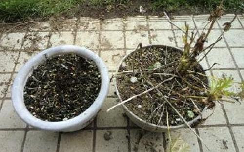 アネモネとヒヤシンスの球根の掘り上げ のんびりガーデニング 楽天ブログ