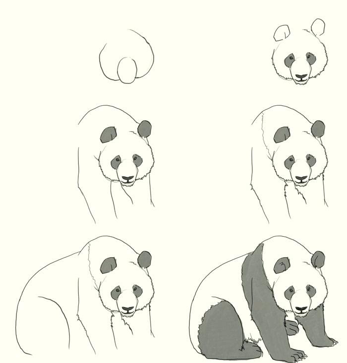 Baby Panda Drawing Best Drawing Skill