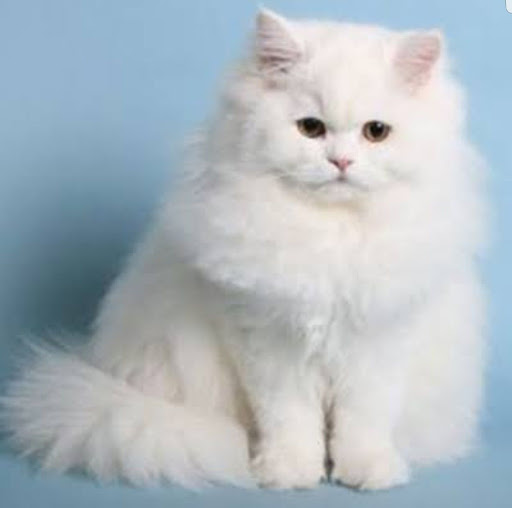 Persian Cat Pictures