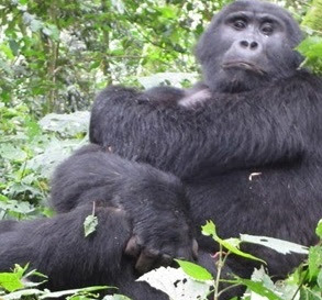 gorilla