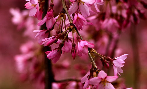 Cherry Blossoms