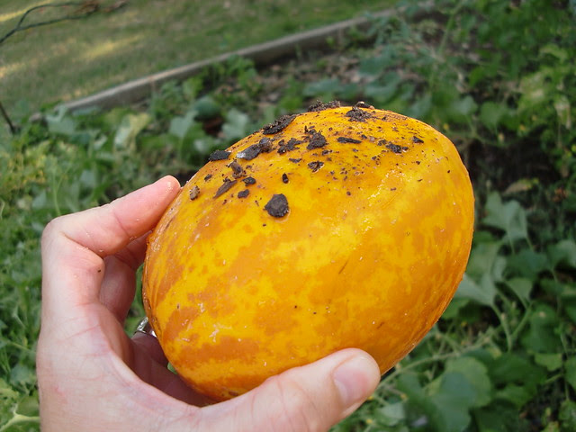 Found This in the Garden