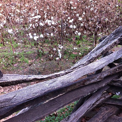 Oh I wish I was in the Land of Cotton....wait...