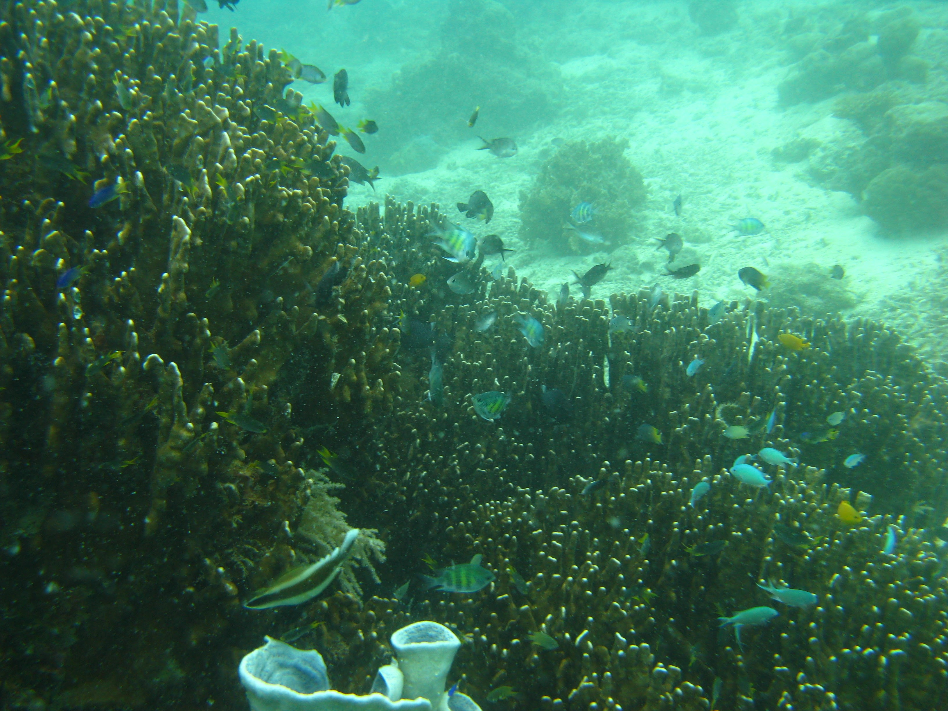 安田 渡辺 仁奈 H31 2019 年4月 テニュア職 農学部 准教授 宮崎大学キャリアマネジメント推進機構 テニュアトラック推進室