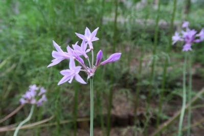 花と緑にさそわれて ９月紫の花図鑑