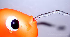 SWS: In defense, the fish spewed venom.