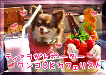 代官山 恵比寿 ドッグカフェ ペット可 Little Devil