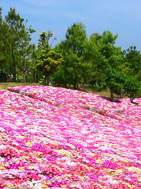 お花畑 春の花携帯待受画像 無料壁紙
