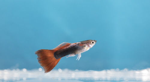 グッピーの白点病 鷹の爪やメチレンブルーの効果は 熱帯魚 淡水魚 海水魚の図鑑