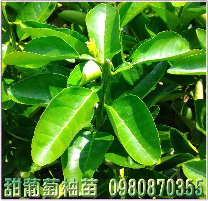 甜葡萄柚苗 0980 森聯茂種苗園行動版網頁 芒果苗 芭樂苗 檸檬苗 水果苗 果樹苗 買賣 批發 出售