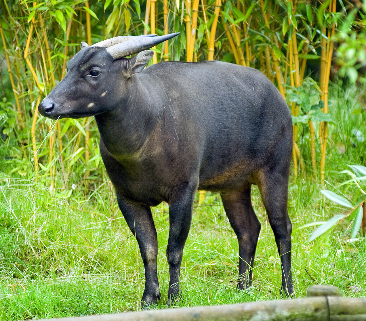 Lost World Of Asia These Rare Animals Can Only Be Found In Indonesia