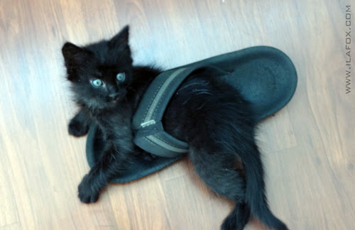 Here comes a new challenger, new cat, by ila fox