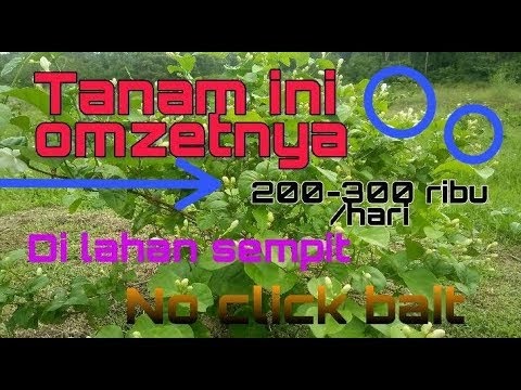 Inspiration IDE KREATIF pertanian modern ide bisnis modal kecil di lahan sempit, Video bisnis pertanian modal kecil Newest!