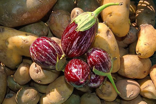 Eggplants and Potatoes [enlarge]