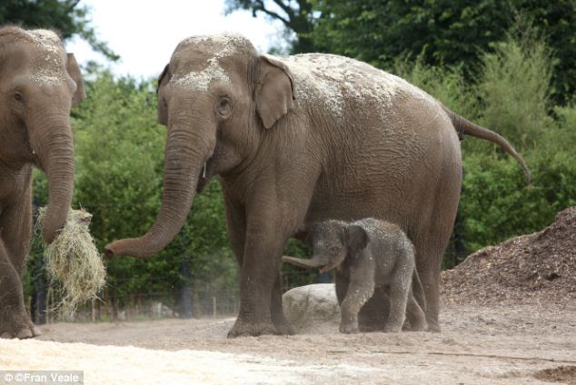 Large animals ¿ described as megafauna and including elephants, rhinoceroses, polar bears and countless other species worldwide ¿ face the highest rate of decline.