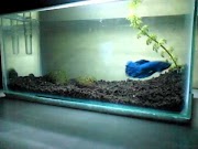 30+ Gambar Ikan Cupang Dalam Akuarium, Inspirasi Spesial!