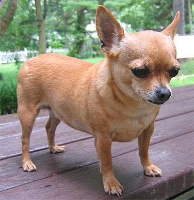 long haired chihuahua photos. long haired chihuahua
