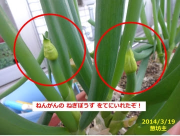 九条ネギを大収穫 分けつネギを株分けして植え替え あぐうのベランダ菜園で実験中