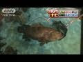 [コンプリート！] クエ 巨大 218459-クエ 巨大魚