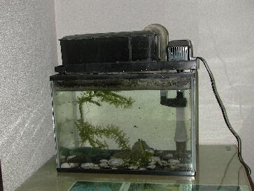 カワニナの生態