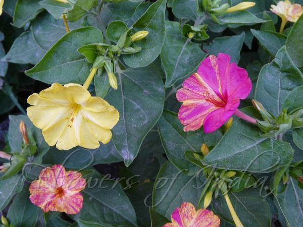 Mirabilis Jalapa Four O Clock