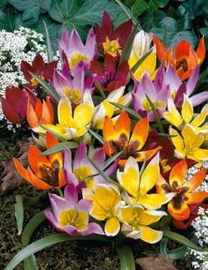 35 Deer Resistant Tulips Bulbs-wildflower Mixture