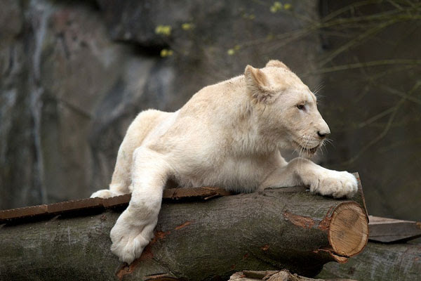 perierga.gr - Το υπέροχο... κάτασπρο λιοντάρι της ζούγκλας!