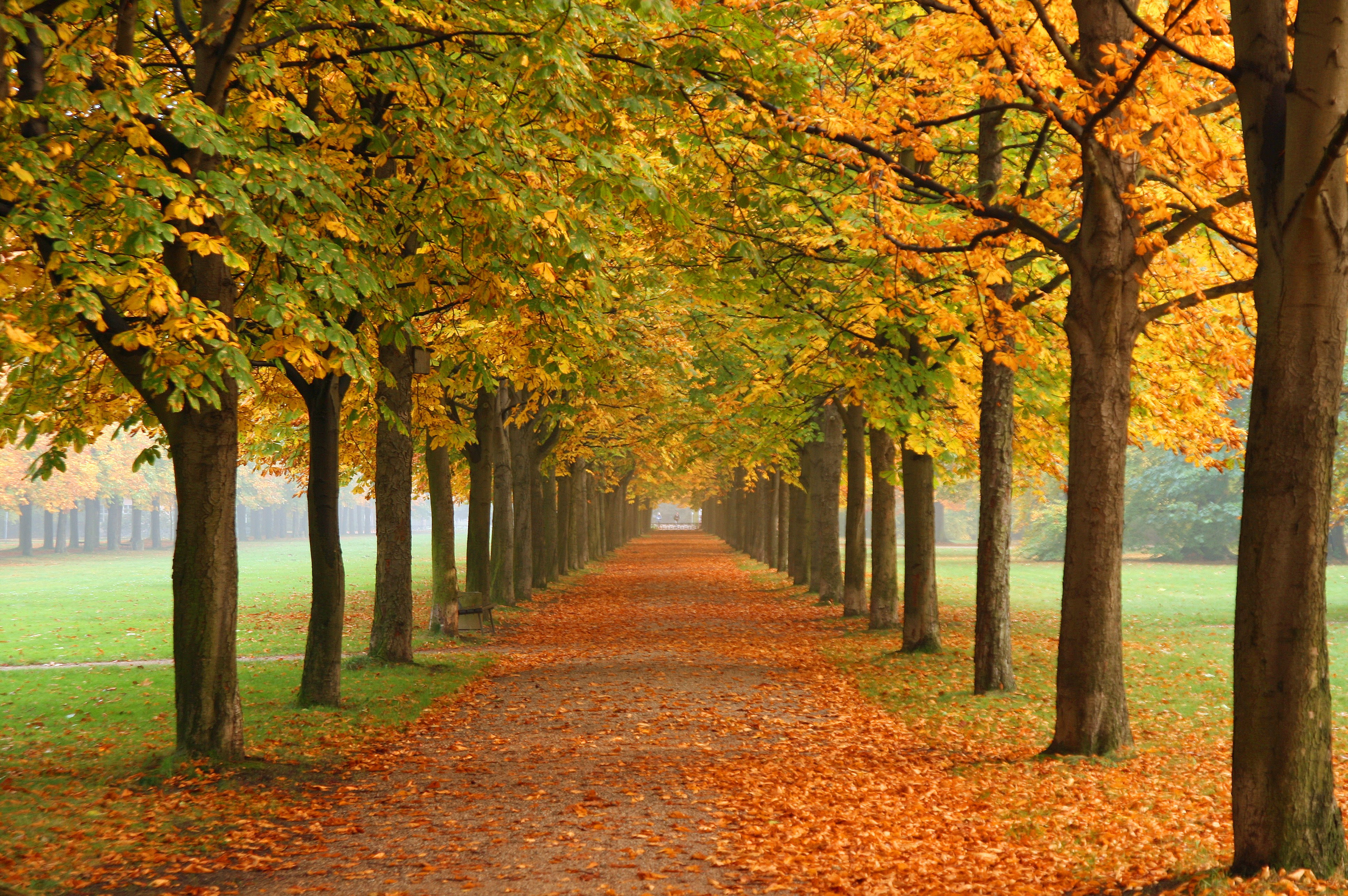 Autumn_in_Dresden