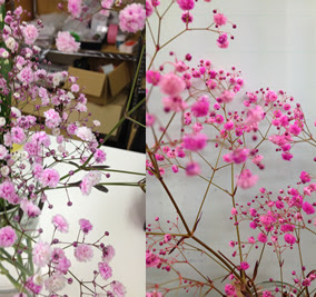 色付きかすみ草はこうなった プリザーブドフラワーの作り方教えます 花大学 店長ブログ