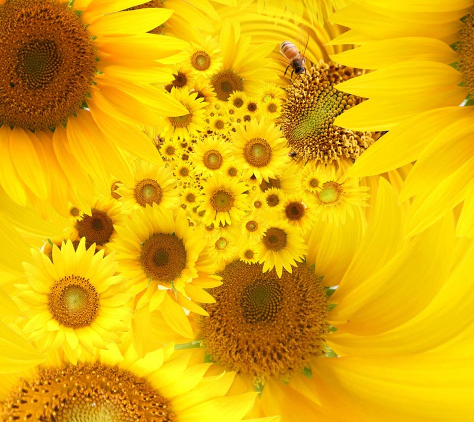 壁紙 ヒマワリのスマホ壁紙960x854 Sunflower 003 Jpg 壁紙box
