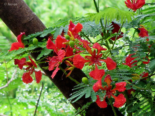 Spring in summer