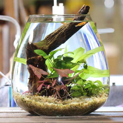 レイアウト水槽参考データ 熱帯魚ショップトロピランド