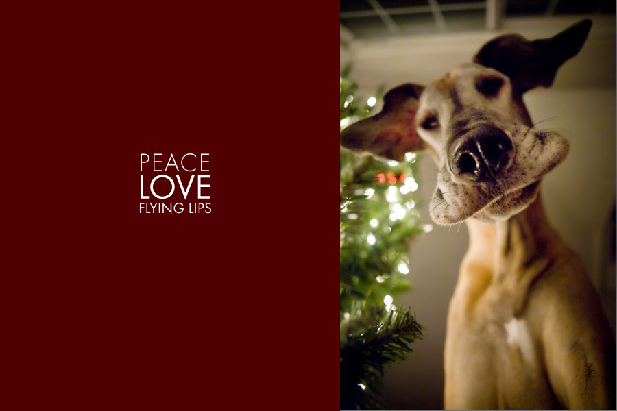 Pet Christmas Cards - Allergic Pet Blog