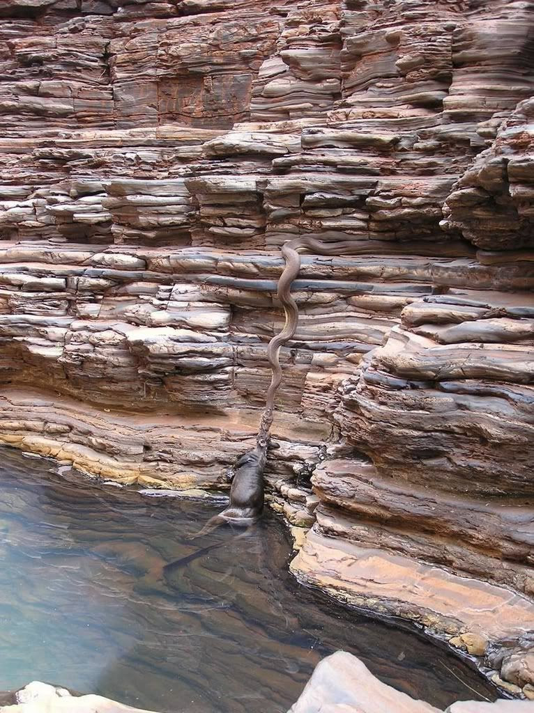 Tales From the Fish: Snake Pulling A Cow?
