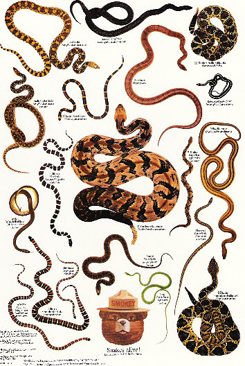Charm fails on snakes