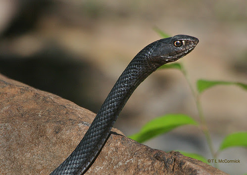 Black Coachwhip Snake