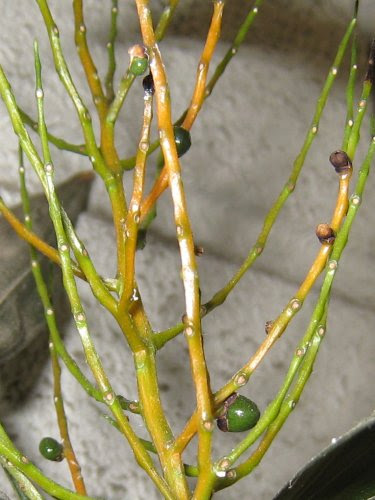 テーブルヤシに実がついた 花 ときどき 虫 楽天ブログ
