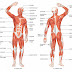 Leg Muscle Diagram Back : Rear View Of Female Hip And Leg Muscles With Labels Stock Photo Alamy / Muscle anatomy anterior view 12 photos of the muscle anatomy anterior view muscle anatomy anterior view, shoulder muscle anatomy anterior view, human muscles, muscle anatomy anterior view, shoulder muscle anatomy anterior view