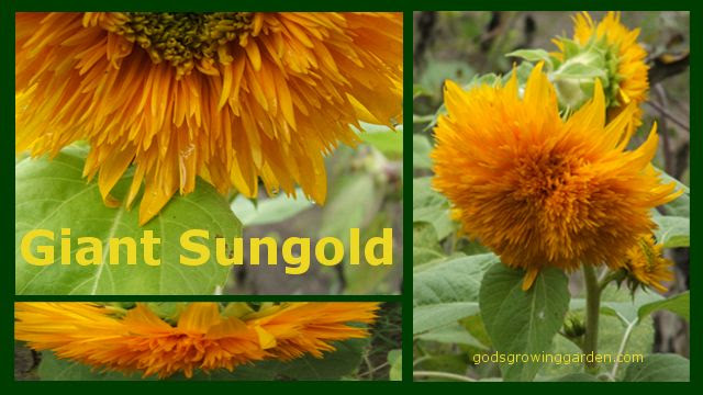 by Angie Ouellette-Tower for http://www.godsgrowinggarden.com/ photo SunflowerSungold_zps3xfhhiqm.jpg