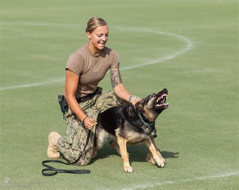 military working dog demo  el imagery  deviantart