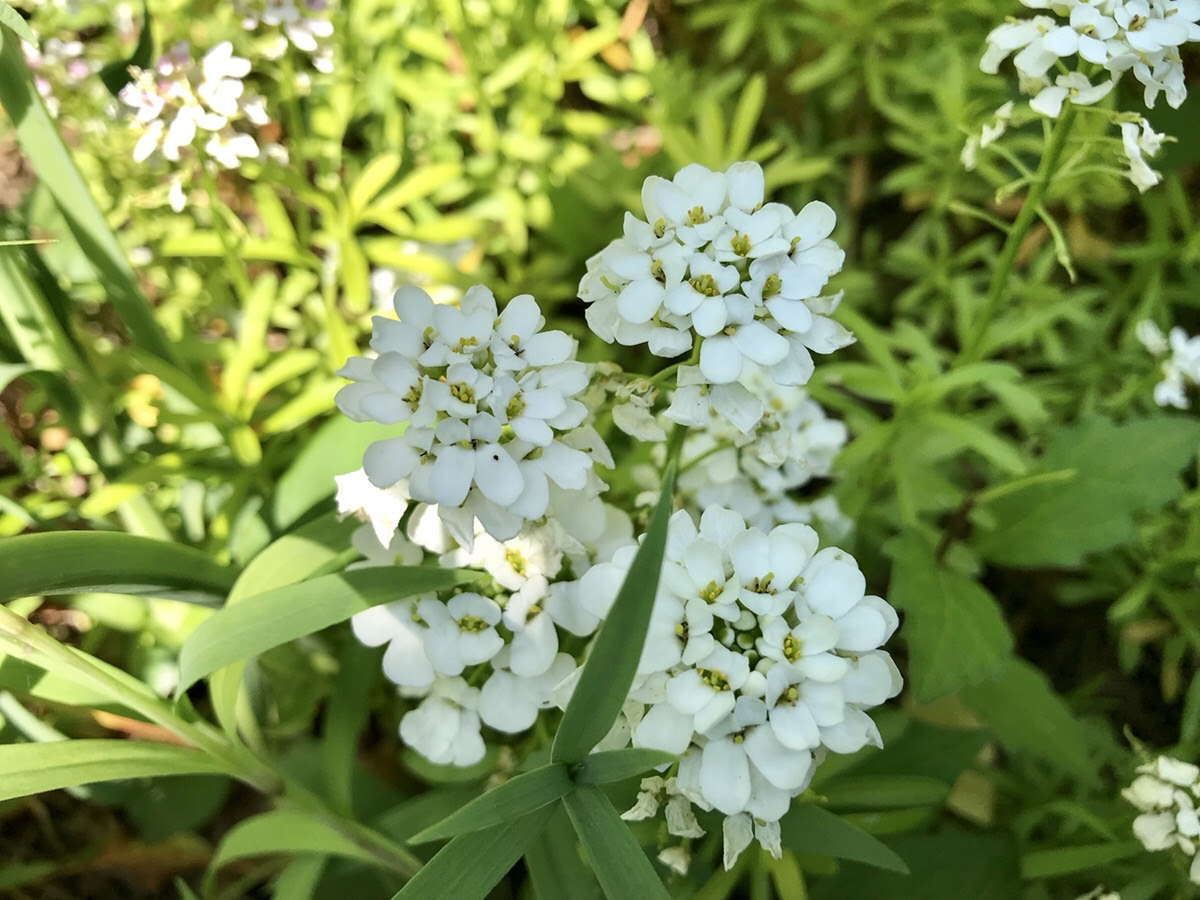 宿根イベリスの切り戻しと株の増やし方 Hanana Tree