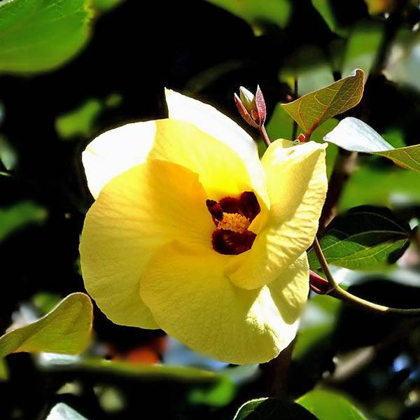 hibiscus tiliaceus