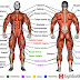 How Many Muscles Are in the Human Body