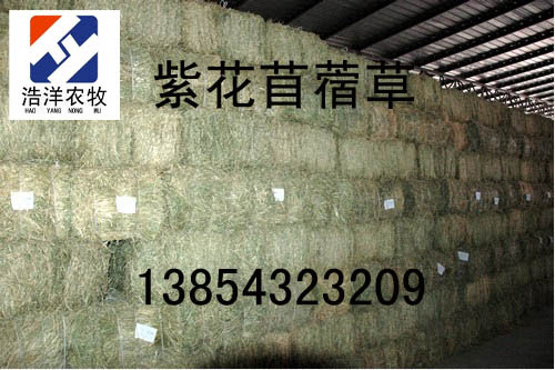 紫花苜蓿草 滨州浩洋农牧科技有限公司