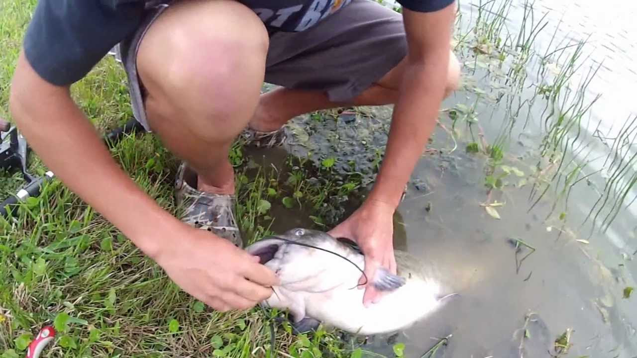 Catching A 13 Pound Channel Catfish in the Pond - YouTube
