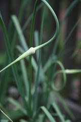 scapes