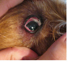 高齢犬 老犬がかかりやすい目の病気 高齢犬 老犬と楽しく過ごす方法